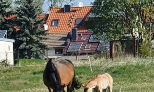 Reiterhof Feegold Weide Koppel Pony Pferd Fohlen