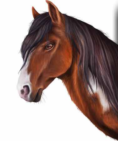 Loverboy braunchecke Lewitzer Pony Zeichnung Feegold