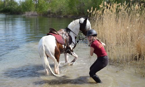 Reittherapie Feegold Ausritt deutsches Reitpony Pony Reiter See Wegeleben Natur