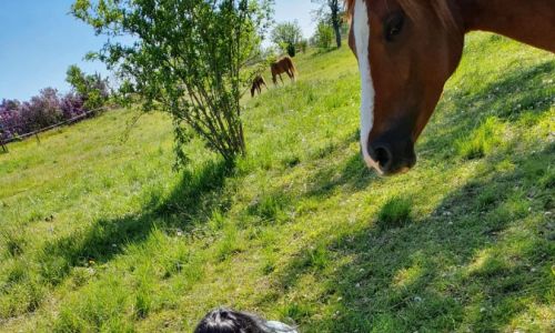 Reiterhof Feegold Weide Koppel Pony Pferd Fohlen