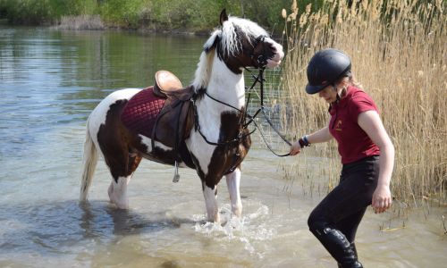 Reittherapie Feegold Ausritt deutsches Reitpony Pony Reiter See Wegeleben Natur