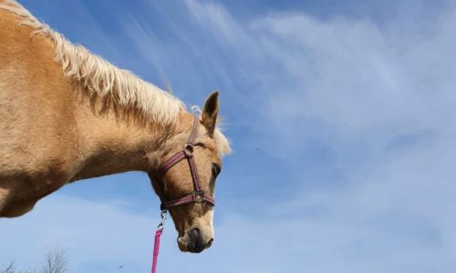 Reiterhof Feegold Weide Koppel Pony Pferd Fohlen mit Kind