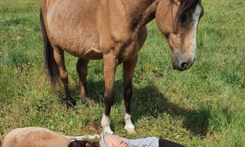 Reiterhof Feegold Weide Koppel Pony Pferd Fohlen mit Frau