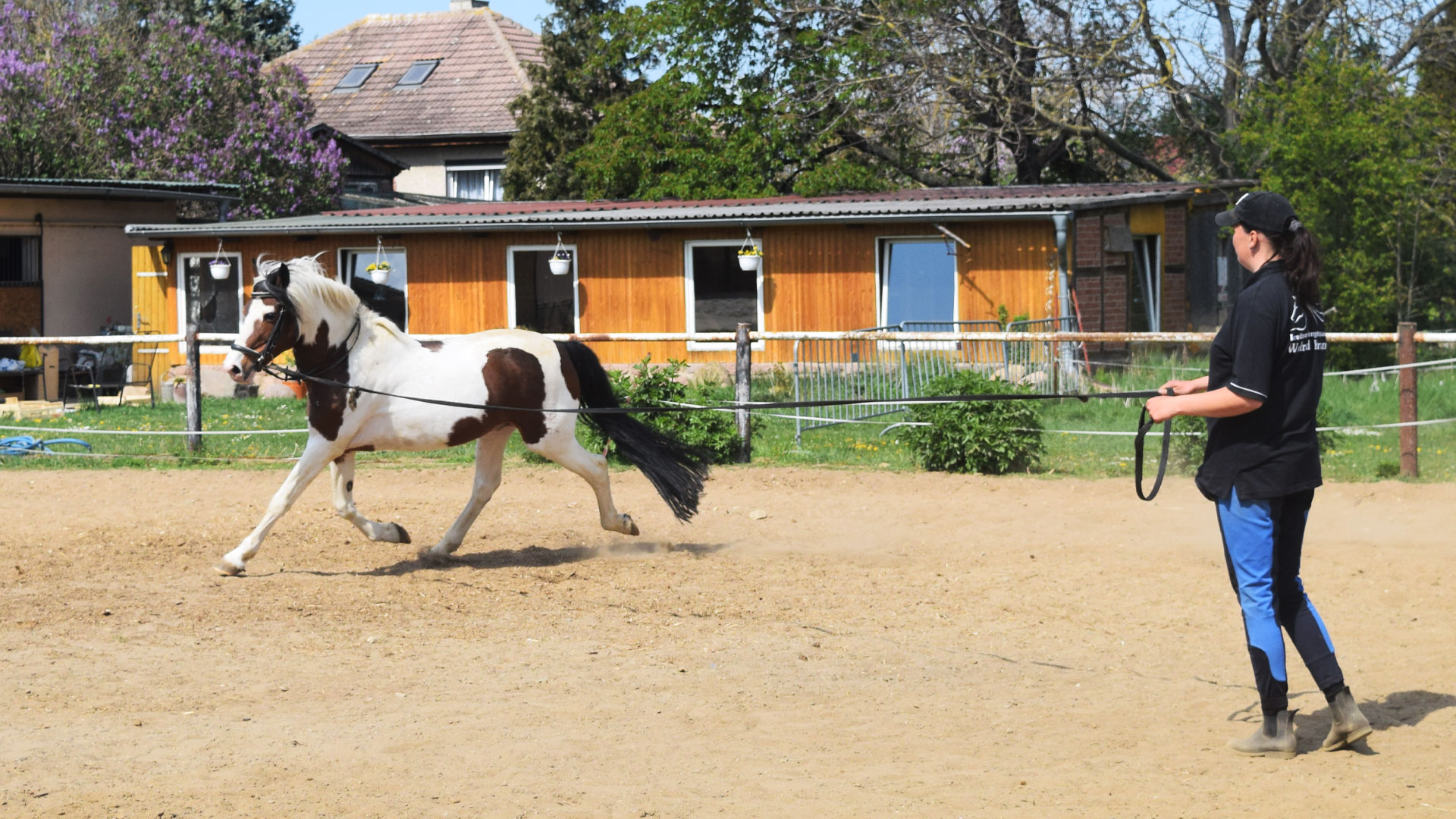 Reiterhof Reittherapie Feegold Training Wegeleben deutsches Reitpony Pony Loverboy Lewitzer brauncheck